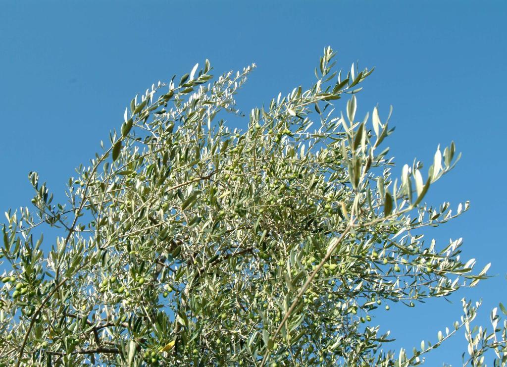 סן קאסיאנו ב-ואל די פזה Il Borghetto Country Inn מראה חיצוני תמונה
